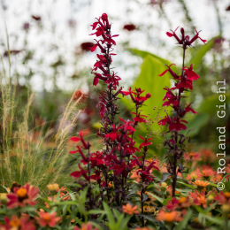 Landesgartenschau_Landau_20150801_029