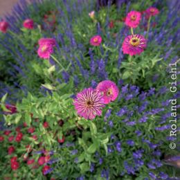 Landesgartenschau_Landau_20150801_051