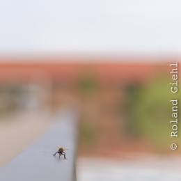 Landesgartenschau_Landau_20150801_023