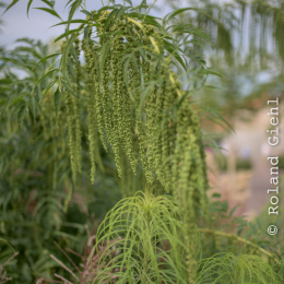 Landesgartenschau_Landau_20150801_013