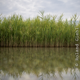 Landesgartenschau_Landau_20150801_022