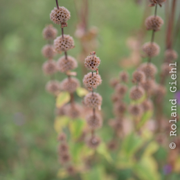 Landesgartenschau_Landau_20150801_026