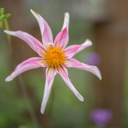 Landesgartenschau_Landau_20150801_016