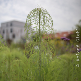 Landesgartenschau_Landau_20150801_009