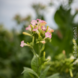 Landesgartenschau_Landau_20150801_033