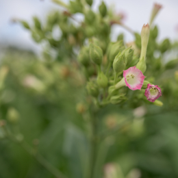 Landesgartenschau_Landau_20150801_036
