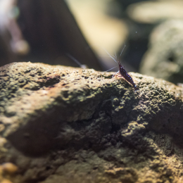 Luisienpark_Mannheim_Winterlichter_20150124_150