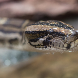 Luisienpark_Mannheim_Winterlichter_20150124_066