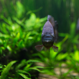 Luisienpark_Mannheim_Winterlichter_20150124_101