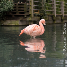Luisienpark_Mannheim_Winterlichter_20150124_172