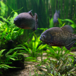 Luisienpark_Mannheim_Winterlichter_20150124_093