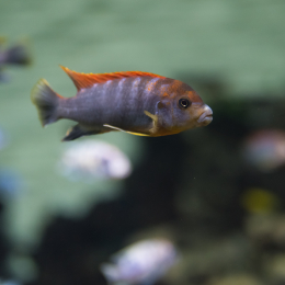 Luisienpark_Mannheim_Winterlichter_20150124_142