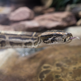 Luisienpark_Mannheim_Winterlichter_20150124_064