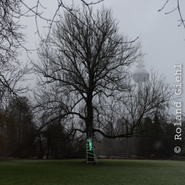 Luisienpark_Mannheim_Winterlichter_20150124_263