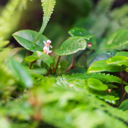 Luisienpark_Mannheim_Winterlichter_20150124_050