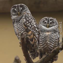 Luisienpark_Mannheim_Winterlichter_20150124_016