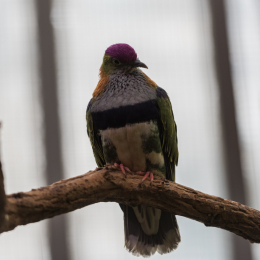 Luisienpark_Mannheim_Winterlichter_20150124_040