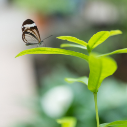 Luisienpark_Mannheim_Winterlichter_20150124_227