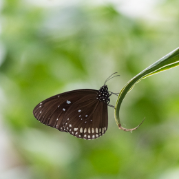 Luisienpark_Mannheim_Winterlichter_20150124_207