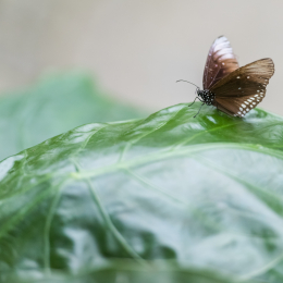 Luisienpark_Mannheim_Winterlichter_20150124_243