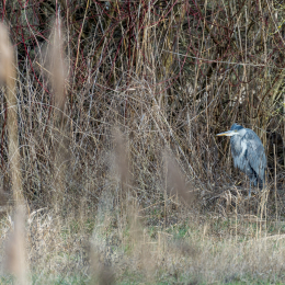 Maintal Braubach Februar 2019
