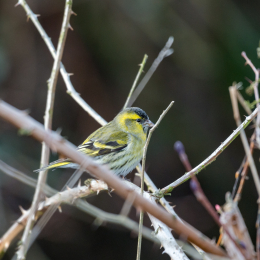 Maintal_Braubach_20190204_009