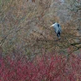 Maintal_Braubach_20190204_012