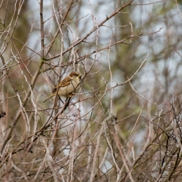 Maintal_Braubach_20190204_007