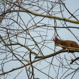 Maintal_Braubach_20190204_001