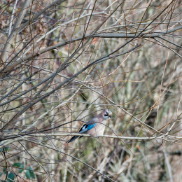 Maintal_Braubach_20190204_011