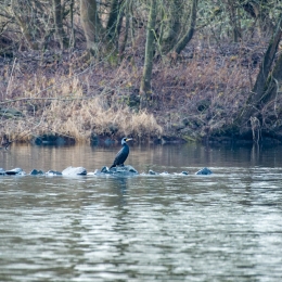 Maintal_Braubach_20190204_003