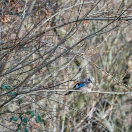 Maintal_Braubach_20190204_010