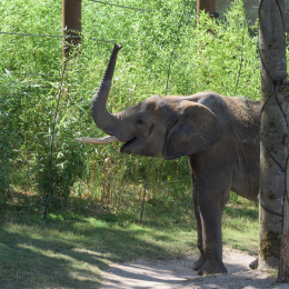 Opel-Zoo_20150726_041