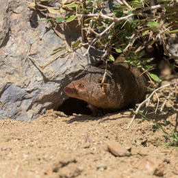 Opel-Zoo_20150726_004
