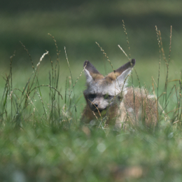 Opel-Zoo_20150726_038