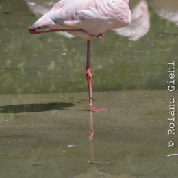 Opel-Zoo_20150726_025