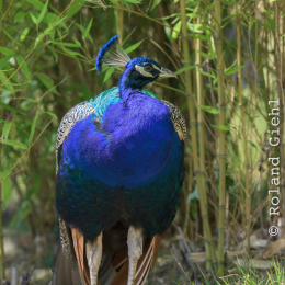 Opel-Zoo_20150726_008