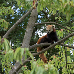 Opel-Zoo_20150726_033