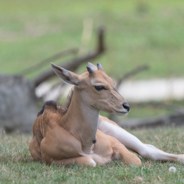 Opel-Zoo_20150726_035