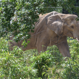 Opel-Zoo_20150726_027