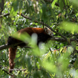 Opel-Zoo_20150726_031