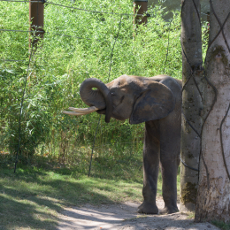 Opel-Zoo_20150726_043