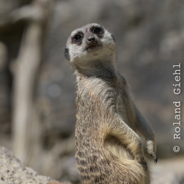 Opel-Zoo_20150726_011