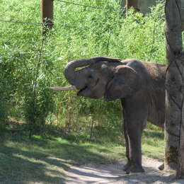 Opel-Zoo_20150726_042