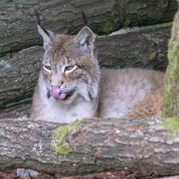 Opel-Zoo_20150726_045