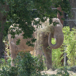 Opel-Zoo_20150726_029