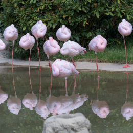 Opel-Zoo_20150726_026