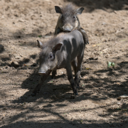 Opel-Zoo_20150726_016