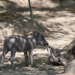 Opel-Zoo_20150726_017