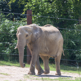 Opel-Zoo_20150726_021
